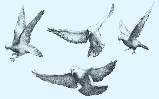 uçan güvercinler kuşlar - kumru kuş illüstrasyonlar stock illustrations