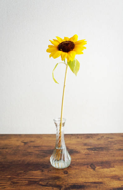Vivid yellow sunflower.