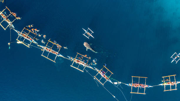 Aerial view Oslob Whale Shark Watching, Fishermen feed gigantic whale sharks ( Rhincodon typus) from boats in the sea in the Oslob, Cebu, Philippines. Aerial view Oslob Whale Shark Watching, Fishermen feed gigantic whale sharks ( Rhincodon typus) from boats in the sea in the Oslob, Cebu, Philippines. fish swimming from above stock pictures, royalty-free photos & images