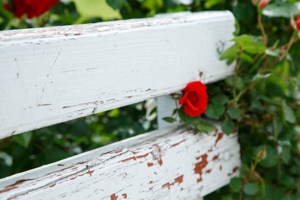 red roses next to a white wooden bench in the park. selective focus