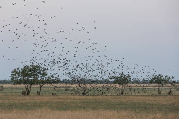 istock flock of birds in  sky above the trees 1152182465
