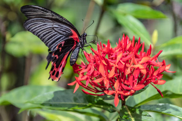 istock Scarlet Mormon Butterfly also called the Scarlet Swallowtail 1152183265