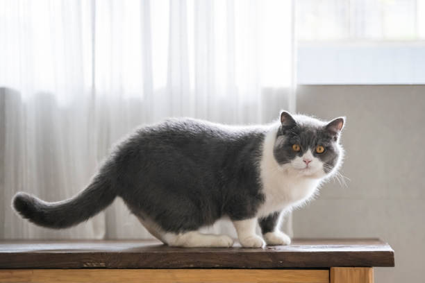 Cute british shorthair, indoor shot