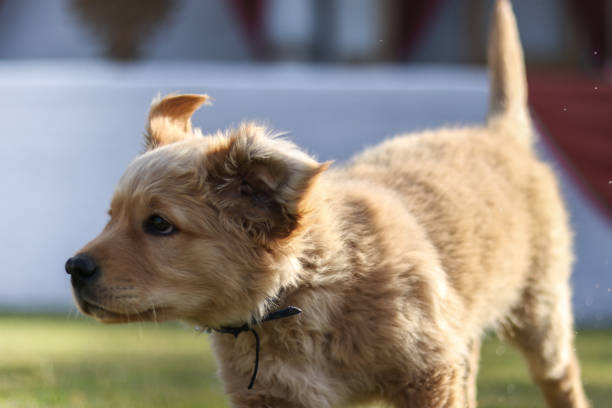 istock Golden Retriever Pup 1152185817