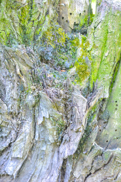 istock Texture of tree bark with green moss 1152186141