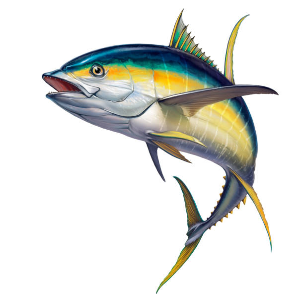 ilustrações, clipart, desenhos animados e ícones de atum amarelo. atum amarelo da aleta preta no branco. - tuna