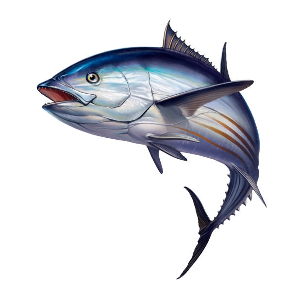 illustrazioni stock, clip art, cartoni animati e icone di tendenza di tonno a strisce, tonno skipjack, katsuwonus pelamis. illustrazione isolata realistica. - tuna