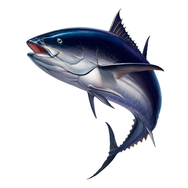 istock Tuna fish in fast motion realistic illustration of a big fish on white background isolate. 1152187603