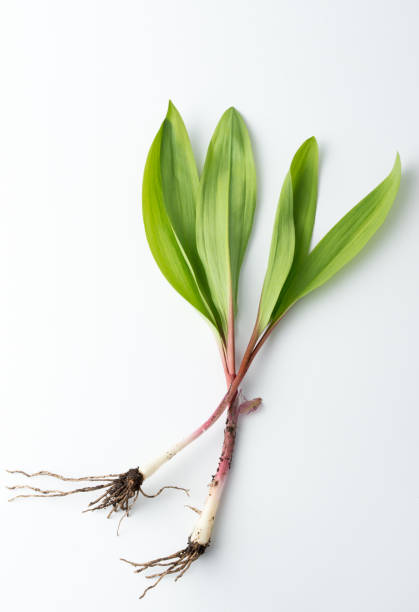 Bear garlic, Allium Ursinum, with roots Speciman, grown in Ontario, Canada Wild garlic ramson stock pictures, royalty-free photos & images