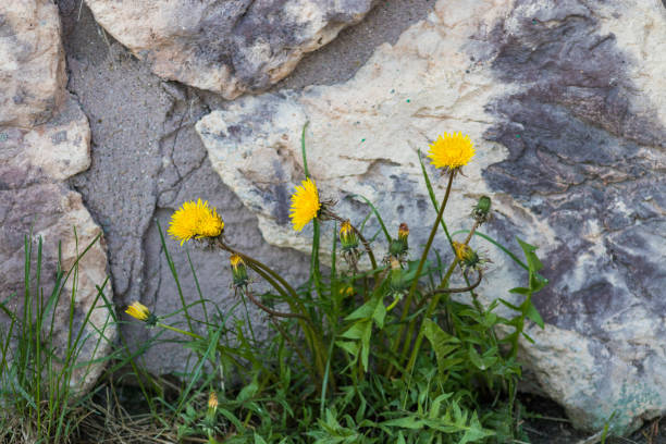 istock A group of Dandelions in front of a rock wall 1152187868
