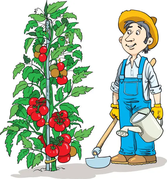Vector illustration of plant tomato and gardener