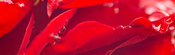 A rose flower with raindrops on the vivid red petals.