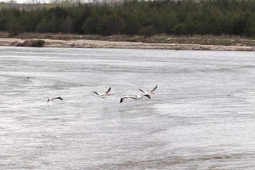 Pelicans en vuelo hoy photo