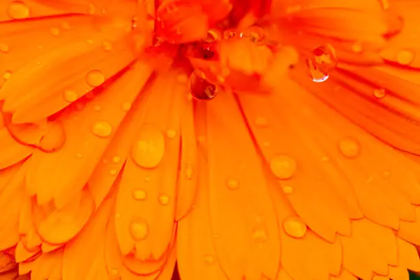 Extreme close-up of orange marigold petals with raindrops in an English country garden.