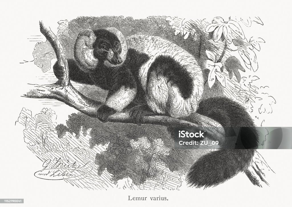 Black-and-white ruffed lemur (Varecia variegata), wood engraving, published in 1897 Black-and-white ruffed lemur (Varecia variegata, or Lemur varius). Wood engraving after a drawing by Gustav Mützel (German painter, 1839 - 1893), published in 1897. Drawing - Art Product stock illustration