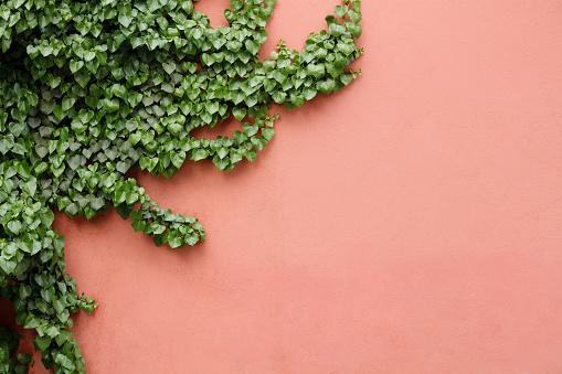Plant on wall background texture with copy space