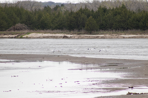 Bandada de pelícanos volando sobre el río Niobrara photo