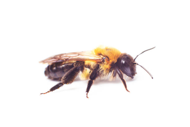 istock Honeybee Anthidium sticticum, Megachilidae isolated on a white background 1152192843