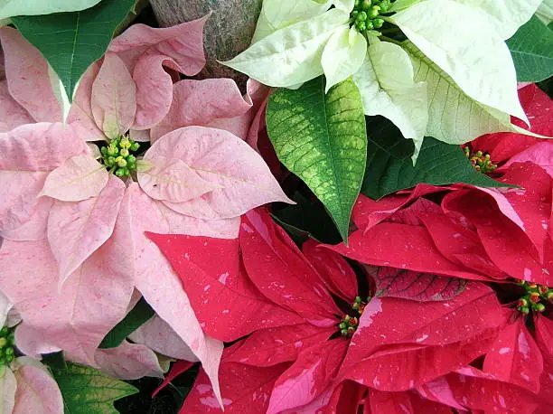 Photo of Multiple array of poinsettia colors