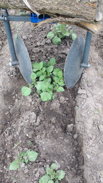 istock farm - Handling garden, plowing, hilling potatoes 1152193023
