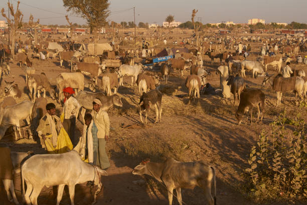 Nagaur Livestock Fair Stock Photo - Download Image Now - Cow, India, People - iStock Nagaur Livestock Fair Stock Photo - Download Image Now - Cow, India, People - iStock