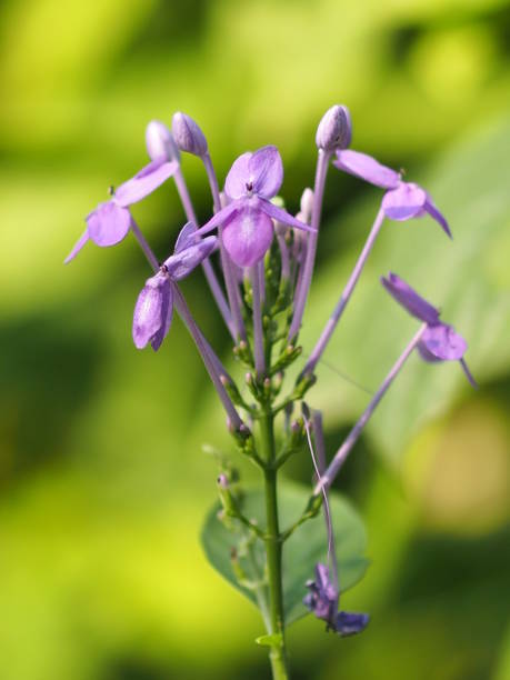 istock purple flower on blur background beautiful nature 1152193404