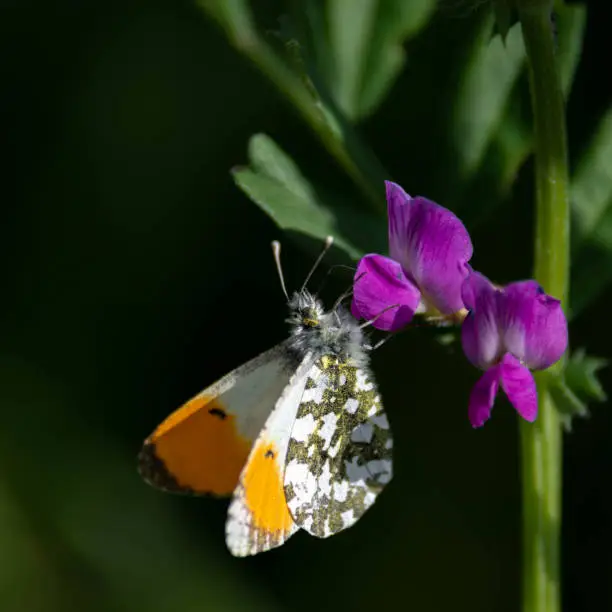 An orange tip butterfly resting on a purple flower