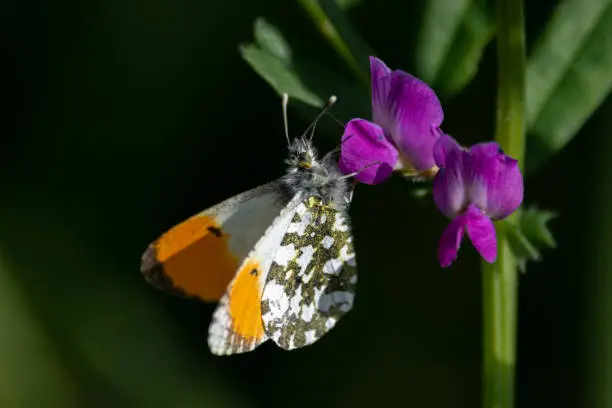 An orange tip butterfly resting on a purple flower