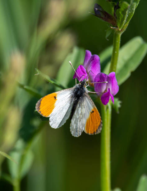 Orange tip Butterfly Resting on a Purple Flower An orange tip butterfly resting on a purple flower anthocharis cardamines stock pictures, royalty-free photos & images
