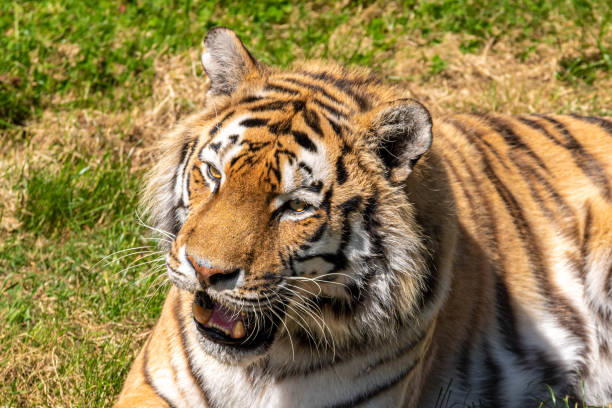 istock Amur Tiger Lying in the Sun on Grass 1152194610