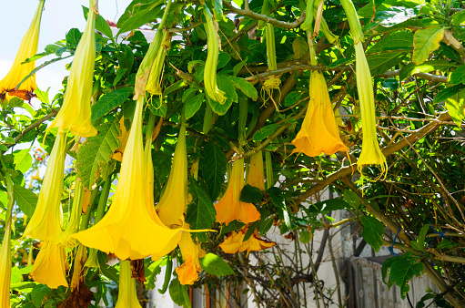 Yellow trumpet flowers