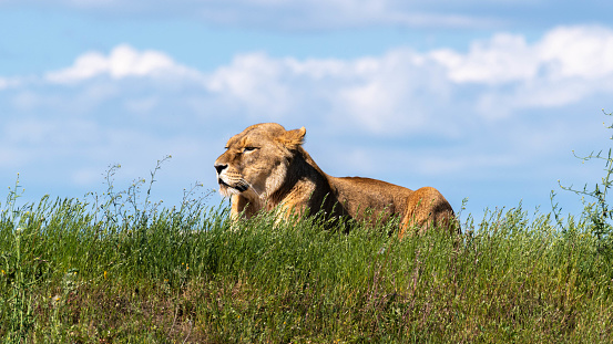 Female Lion Resting on Grass in the Summer Sun