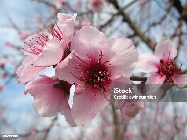 Peach Blossom Stock Photo - Download Image Now - Blossom, Color Image, Flower