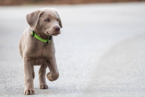 A little labrador puppy is playing outside stock photo