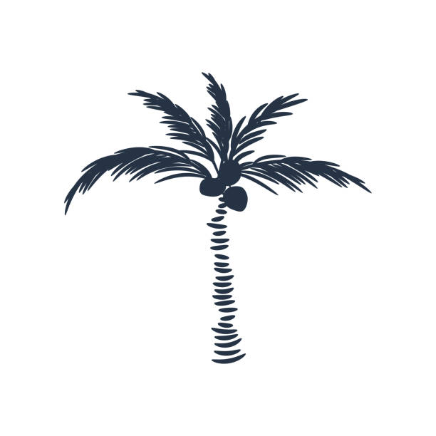Palm tree silhouette icon vector isolated on white. Palm tree silhouette icon vector isolated on white. Coconut tree cutout design. coconut palm tree stock illustrations