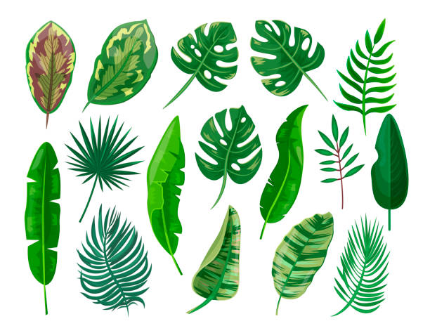 Tropical palm leaves set, botanical green decoration Tropical palm leaves set, botanical green decoration. Vector flat style cartoon illustration isolated on white background ornamental garden palm tree bush flower stock illustrations