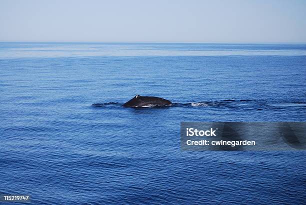 Photo libre de droit de Cachalot banque d'images et plus d'images libres de droit de Amérique latine - Amérique latine, Animaux à l'état sauvage, Baleine