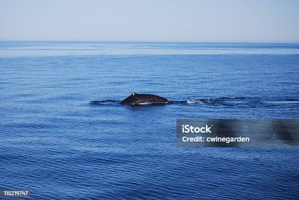 Sperm Whale Stock Photo - Download Image Now - Animal Wildlife, Animals In The Wild, Aquatic Mammal
