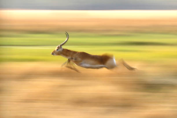 Animal antelope lechwe red running speed panning movement landscape green grassland Okavango Delta nature wildlife Africa horns stock photo