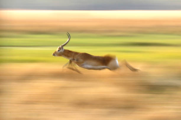 animal antelope lechwe red running speed panning movement landscape green grassland okavango delta nature wildlife africa horns - gazelle imagens e fotografias de stock