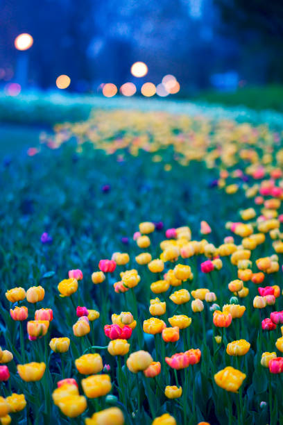 los tulipanes de ottawa por la noche - ottawa tulip festival fotografías e imágenes de stock