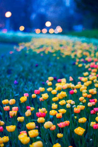 ottawa's tulips at night - ottawa tulip festival imagens e fotografias de stock