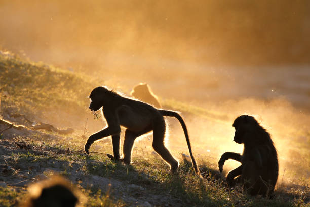Animal baboon chacma primate ape landscape wildlife nature Africa safari sunset dust family feeding stock photo