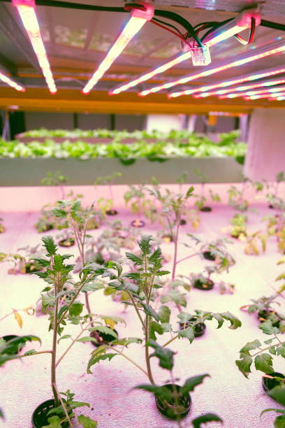 istock Tomato young plants grow in aquaponics system combining fish aquaculture with hydroponics, cultivating plants in water under artificial lighting 1152198101
