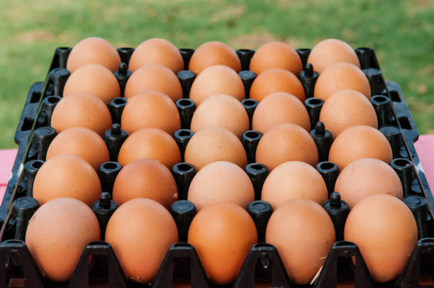 istock Brown Chicken eggs in black plastic box close up side view 1152198673