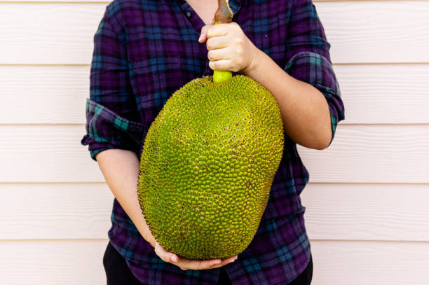 las manos de mujer sosteniendo gran jaca tropical - jack fruit fotografías e imágenes de stock