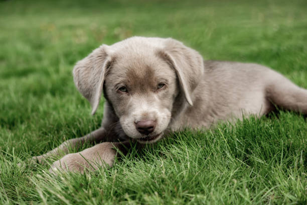 istock A little labrador puppy is playing outside 1152199615