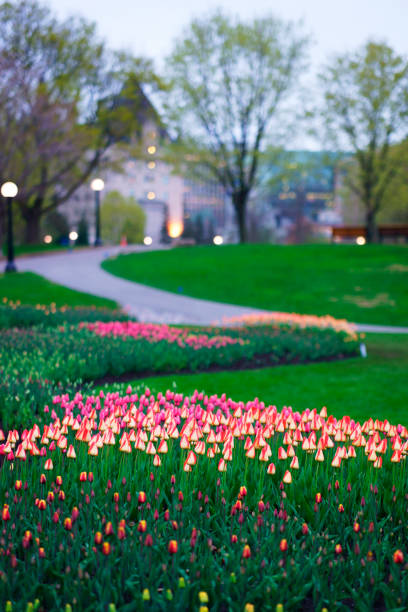 istock Tulips at Major's Hill Park 1152200673