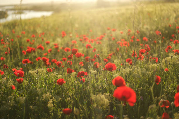 Poppies field at sunset
