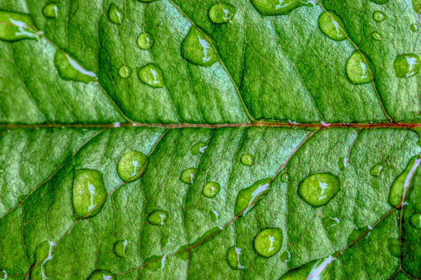 Photo of Rose leaf with raindrops
